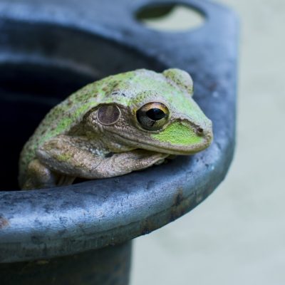 We’re All Just Frogs In A Pot